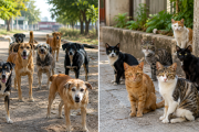 Impulsan una nueva herramienta para prevenir zoonosis en perros y gatos