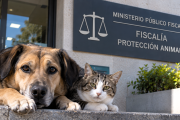 Pergamino y Colón ya cuentan con fiscalías especializadas en maltrato animal