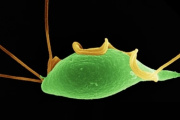 Un descubrimiento abre nuevas posibilidades para combatir la tricomonosis bovina