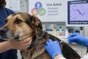 Investigan una vacuna contra el Chagas destinada a perros