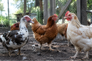 Detectan influenza aviar en aves de traspatio en Carlos Spegazzini