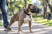 Proponen un registro nacional y seguro obligatorio para perros potencialmente peligrosos