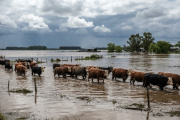 Anticiparse al agua: claves sanitarias del INTA para proteger al rodeo