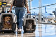 Viajar con animales de compañía al exterior: requisitos, plazos y opción digital