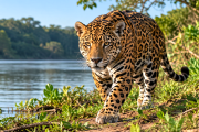 Jaguar Rivers: cuatro países se unen para proteger al yaguareté y sus corredores naturales