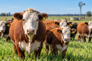 SENASA reglamentó la libre elección de veterinarios para la vacunación contra la fiebre aftosa y la brucelosis bovina