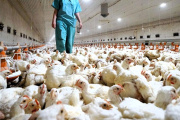 Newcastle: el SENASA implementa medidas sanitarias ante un brote en Brasil