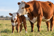 La nutrición de la vaca gestante condiciona el futuro productivo del ternero