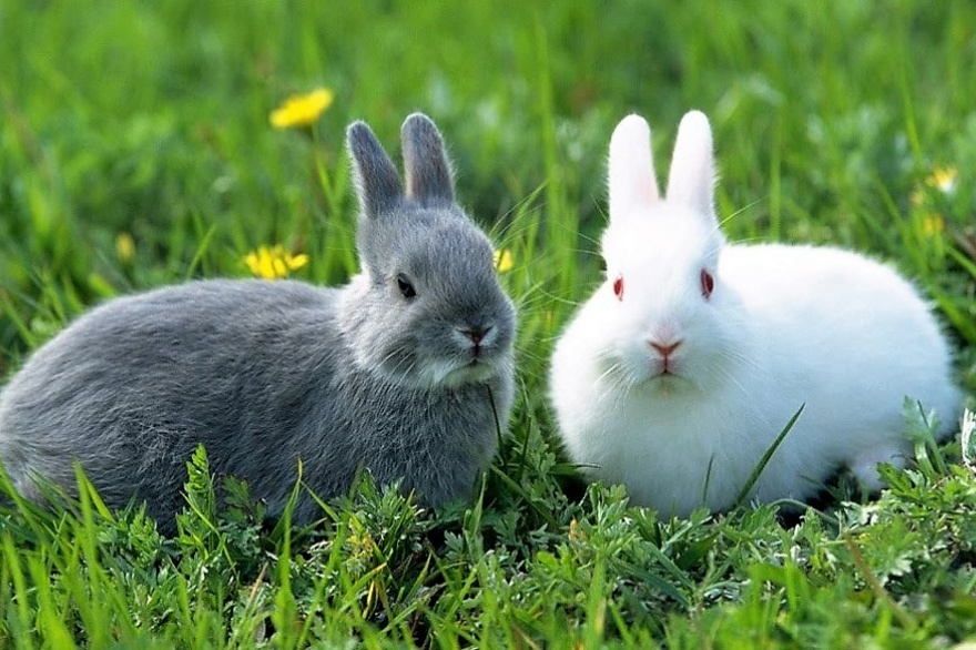 Recomiendan alojar a los conejos en parejas o grupos compatibles - Vet  Market