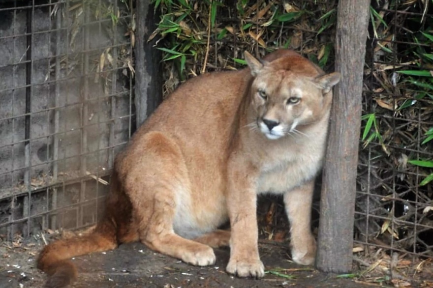 Rescataron Mas De 300 Animales De Fauna Silvestre En Cautiverio Vet Market