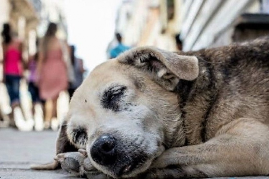 Perros en situación de calle: El punto de vista de los veterinarios - Vet  Market