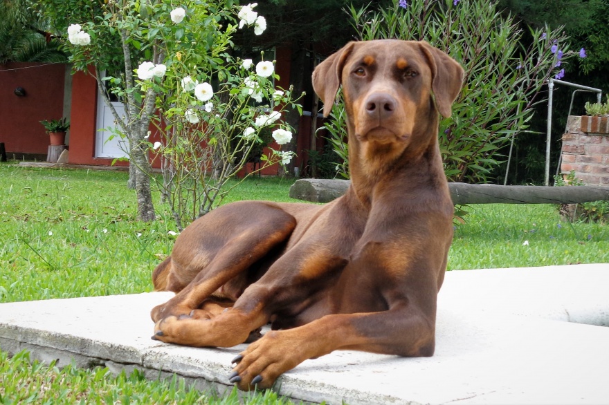 Registro de perros potencialmente peligrosos