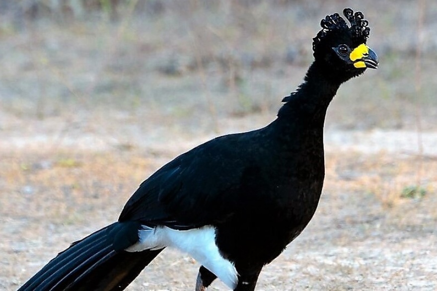 Liberan ejemplares de muit es en el Parque Nacional Chaco Vet Market