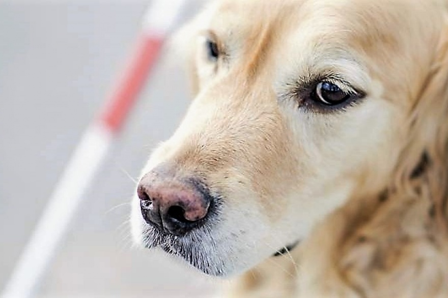 Epilepsia Idiopática En Caninos: Una Enfermedad Neurológica Compleja Y ...