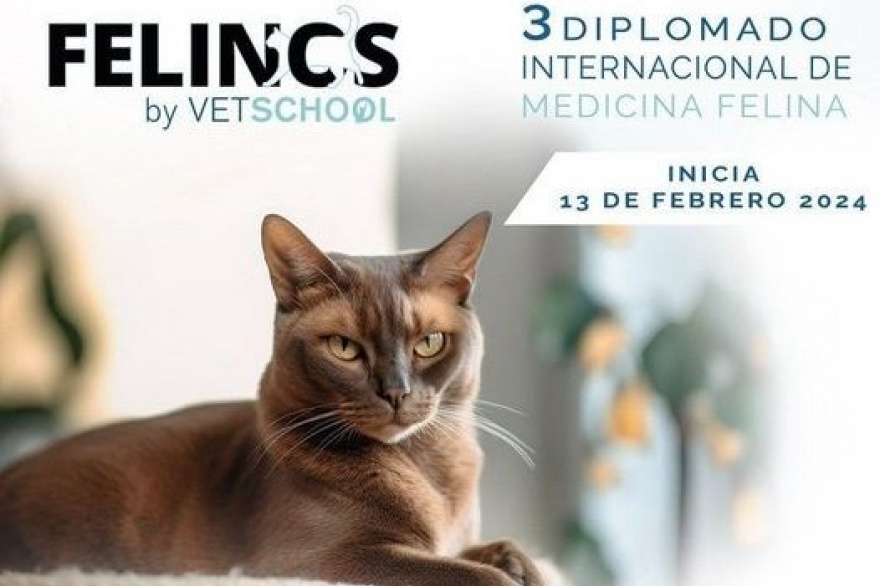13 de Febrero - Diplomado Internacional de Medicina Felina