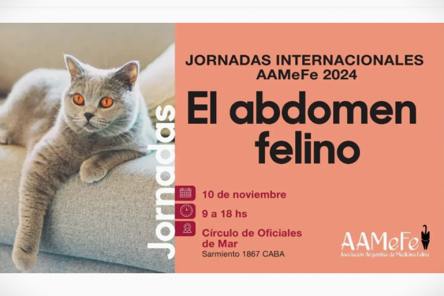 10 de Noviembre - Jornadas Internacionales AAMeFe 2024