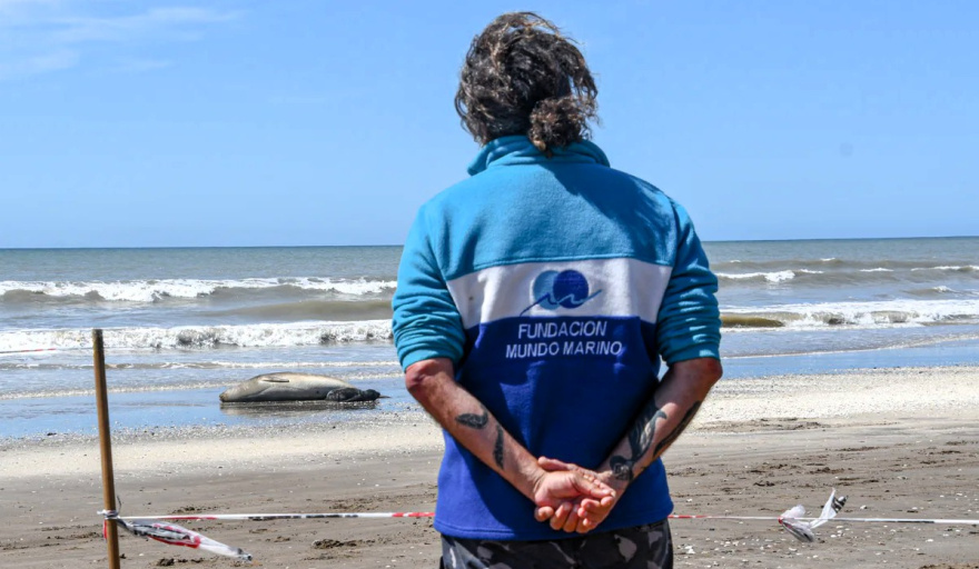 Qué deben hacer los turistas ante un encuentro con fauna marina en la playa