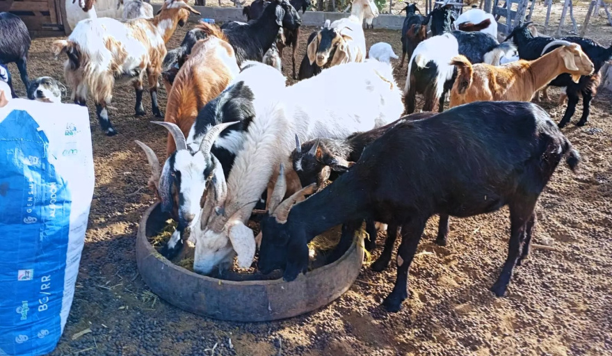 Suplementación estratégica: clave para la producción caprina en zonas áridas