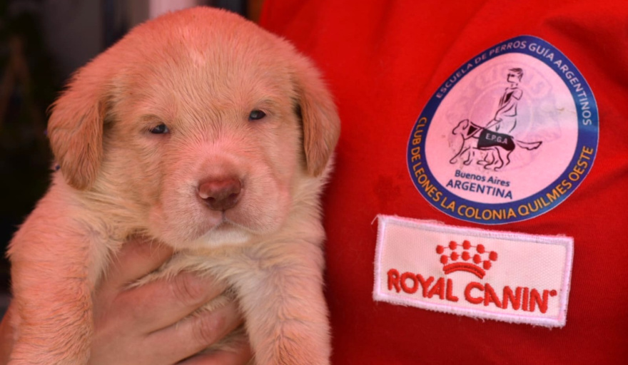 La EPGA busca familias para criar cachorros que serán perros guía