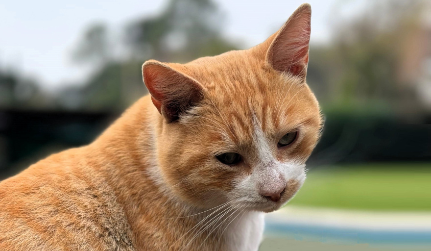 Detectan en Uruguay un hongo zoonótico de transmisión felina