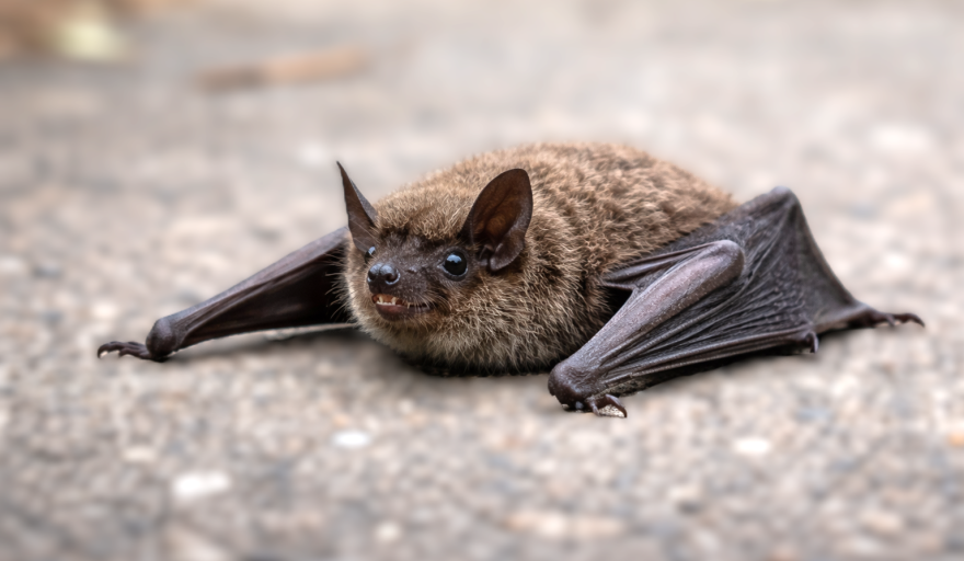 Confirman rabia en un murciélago en Castelar