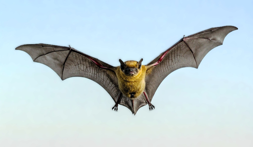 Alerta por rabia en Salta: un murciélago infectado y una persona expuesta