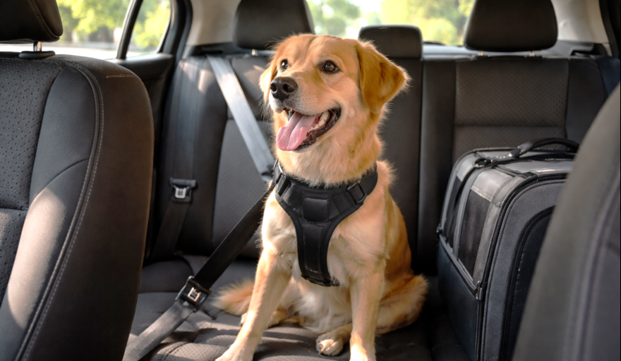 Animales de compañía en vehículos: riesgos, evidencias y desafíos