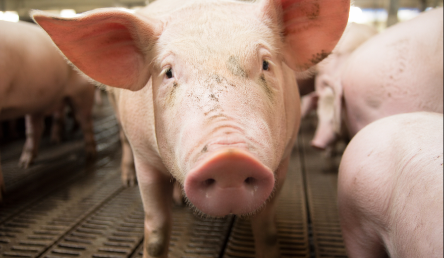 Triquinosis: el SENASA refuerza la alerta antes del invierno