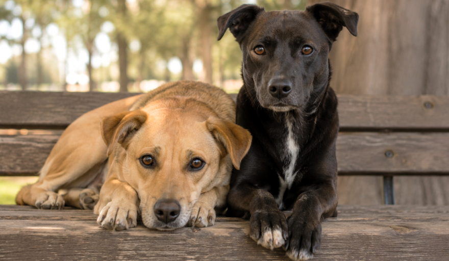 Día del Perro Sin Raza: salud, diversidad genética y vínculo humano-animal