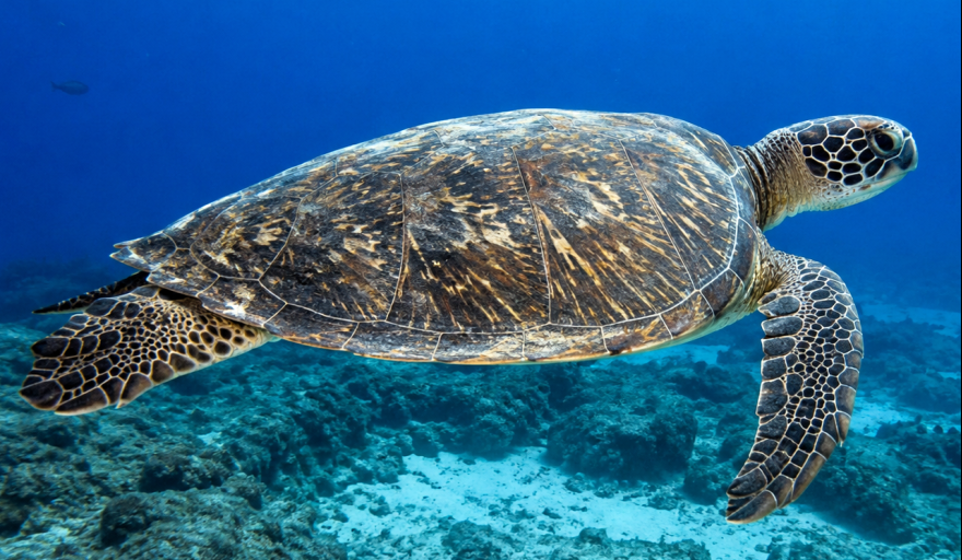 El desafío veterinario de salvar a las tortugas marinas en Argentina