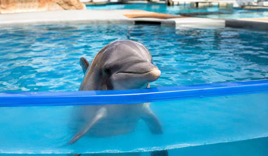Delfines: cada vez más voces reclaman el fin del cautiverio