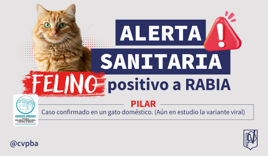 Confirman un caso de rabia en un gato doméstico en Pilar