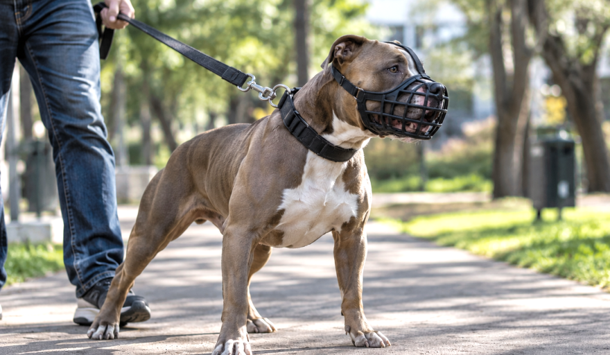Proponen un registro nacional y seguro obligatorio para perros potencialmente peligrosos
